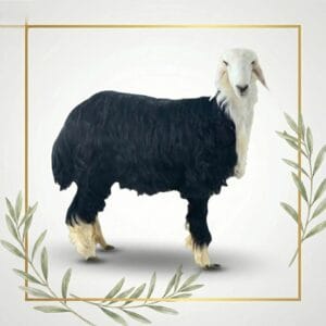 خروف نجدي بلدي