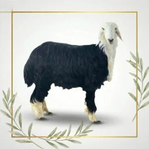 خروف نجدي بلدي
