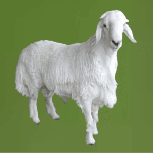 You are currently viewing توصيل ذبائح بلدي بالرياض – اطلب ذبايح نعيمي، حري، نجدي، تيوس عارضية بسهولة