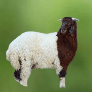 You are currently viewing توصيل افضل الذبايح للبيت بالرياض – اطلب الآن