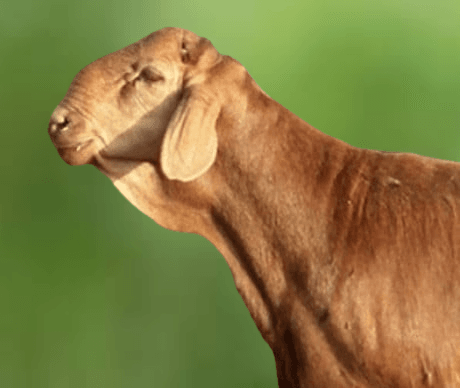 You are currently viewing توصيل ذبايح سواكني بالرياض – طازجة حتى باب منزلك