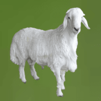 You are currently viewing ذبايح بلدي بالرياض – نعيمي، حري، نجدي مع توصيل سريع