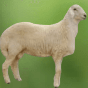 Read more about the article توصيل حري طازج للبيت – أسرع توصيل في الرياض