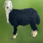 You are currently viewing توصيل ذبايح في الرياض حتى باب البيت بسرعة وجودة مضمونة