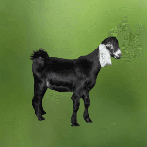 You are currently viewing شراء تيس بلدي طازج مع التوصيل للبيت في الرياض