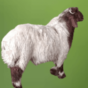 You are currently viewing ذبائح بلدي الرياض