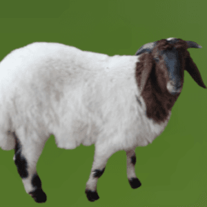 خروف نعيمي بلدي (هرفي)