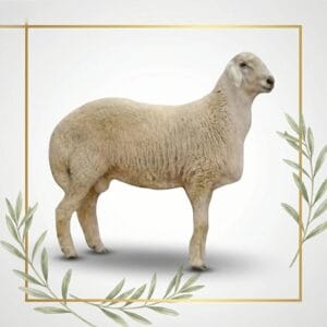 خروف حري بلدي (هرفي)