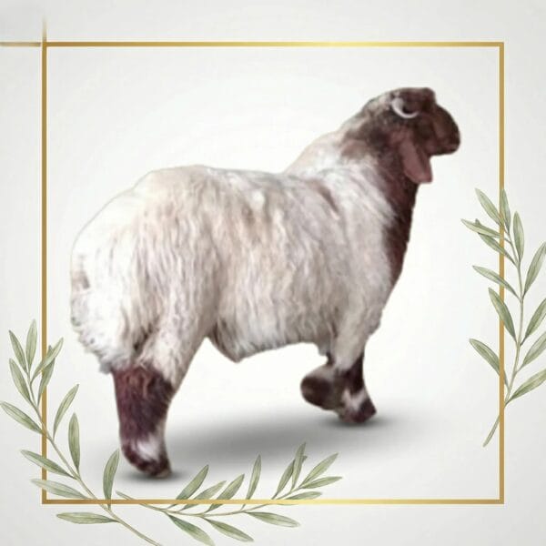 خروف نعيمي بلدي