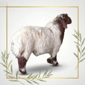 خروف نعيمي بلدي (هرفي)