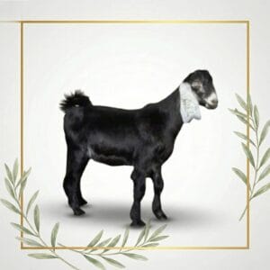 تيس بلدي طازج